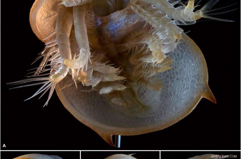 Agnostus pisiformis: How a Key Fossil Unlocks Scientific Secrets