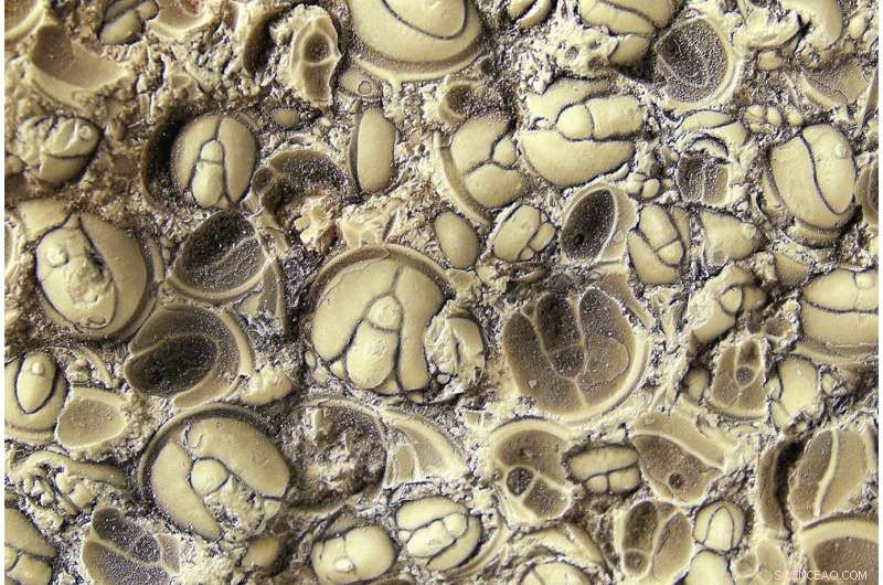 Agnostus pisiformis: How a Key Fossil Unlocks Scientific Secrets