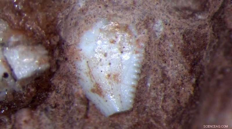 From Agile Carnivores to Colossal Herbivores: The Evolution of Sauropod Dinosaurs