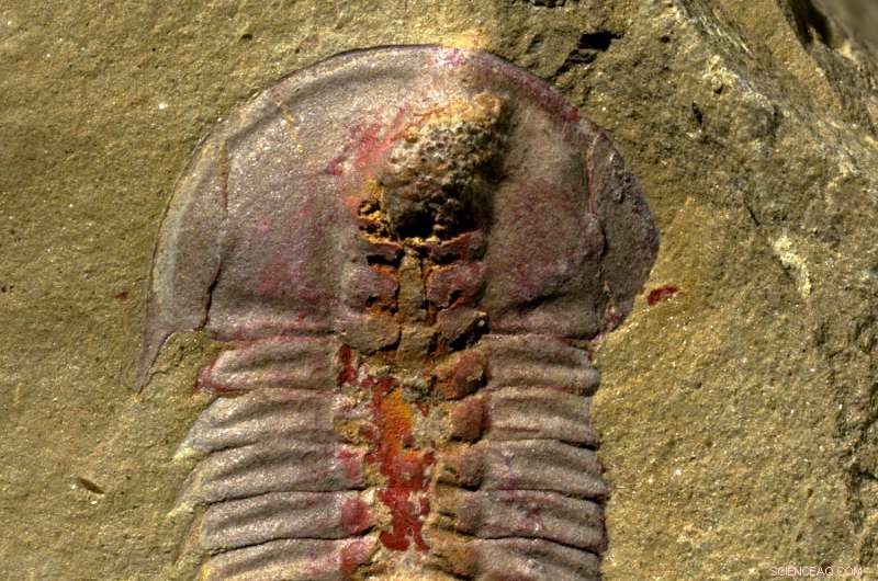 New Fossil Study Reveals Digestive System in Early Trilobites