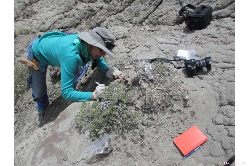 Herbivorous Dinosaurs Also Consumed Crustaceans, New Study Reveals