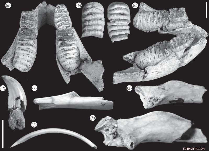 New Pleistocene Fossils on Sumba Island Reveal Distinct Species History