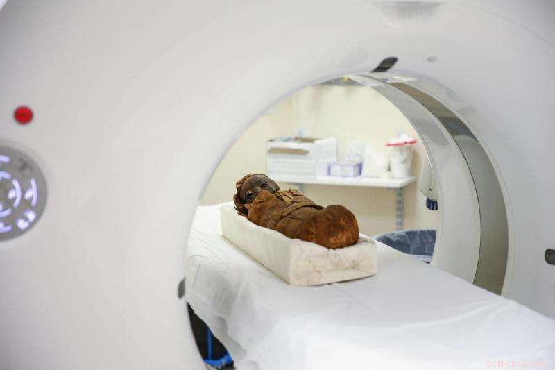 Ancient Insights: Baby Mummy and Dinosaur Skulls Scanned with CT Technology