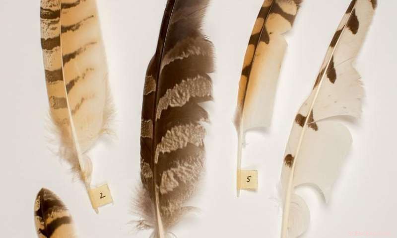 Owl-Inspired Wing Design: Quiet, Efficient, and Innovative