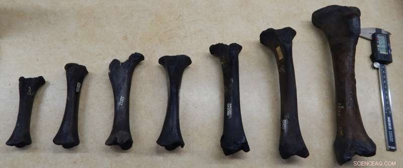 Saber-toothed Cat Kittens Born with Denser Bones, Study Finds