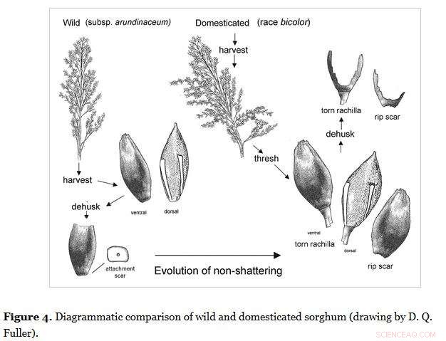 Earliest Evidence of Native African Sorghum Domestication Found in Eastern Sudan