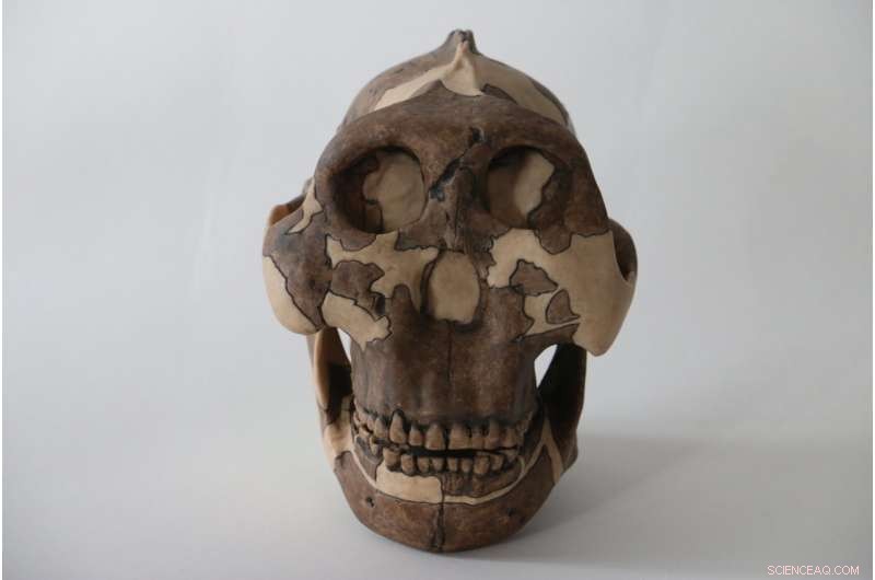 The Hominin Ancestors Behind the Origin of Genital Herpes