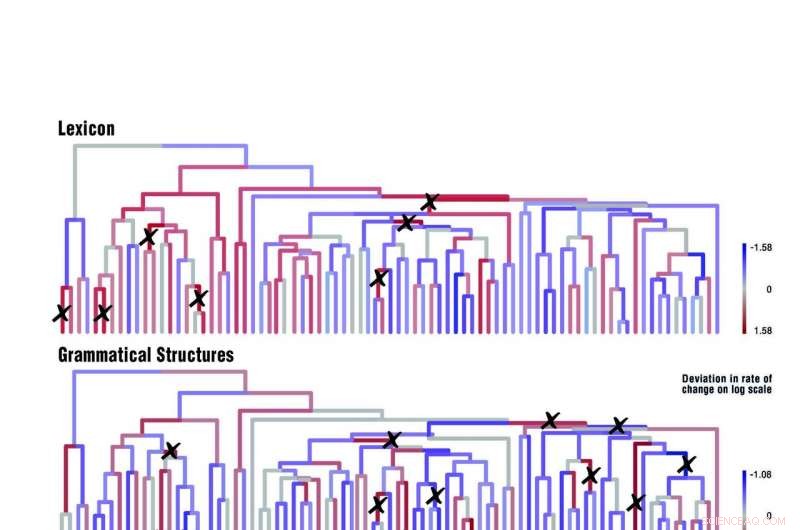Debunking the Myth: Each Language Follows Its Own Historical Path
