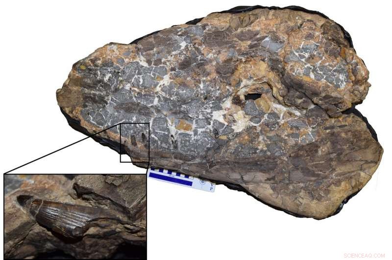 New Crocodile Fossil Reveals Ancient Reptiles Emerged Earlier Than Thought