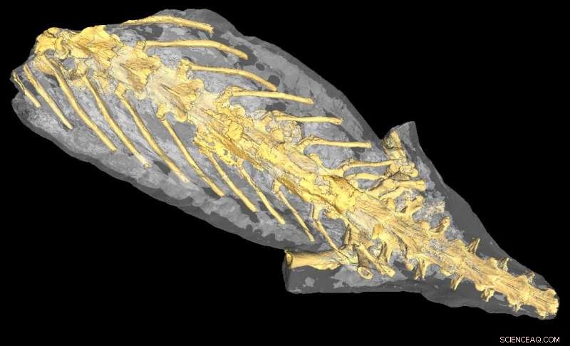 Eocene Salamander Fossil Reveals Final Meal via 3D Soft‑Tissue Imaging