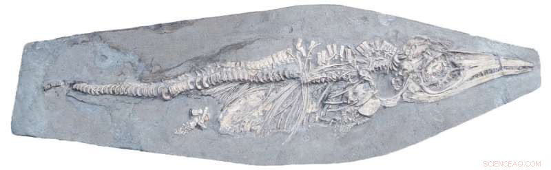 Ancient Squid Found in Stomach of Newborn Ichthyosaur—A 200‑Million‑Year‑Old Discovery