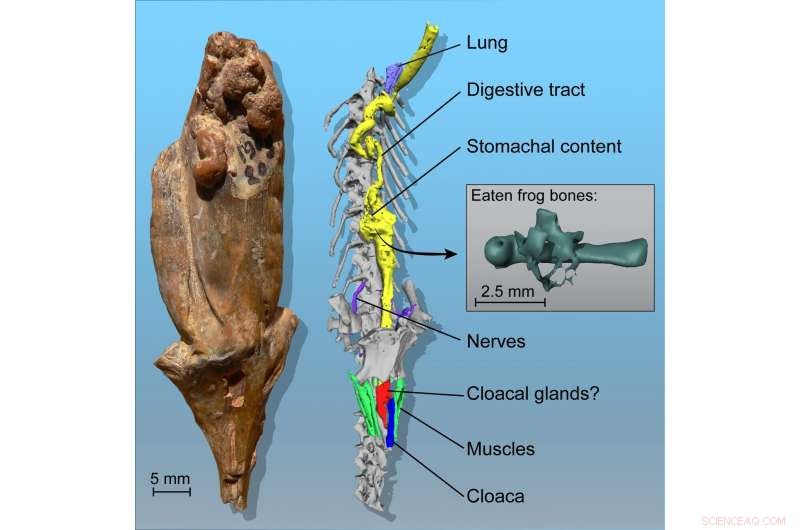 Eocene Salamander Fossil Reveals Final Meal via 3D Soft‑Tissue Imaging