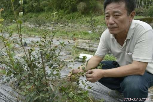 Taiwan’s Initiative to Curb Betel Nut Addiction by Replacing Cultivation with Alternative Crops