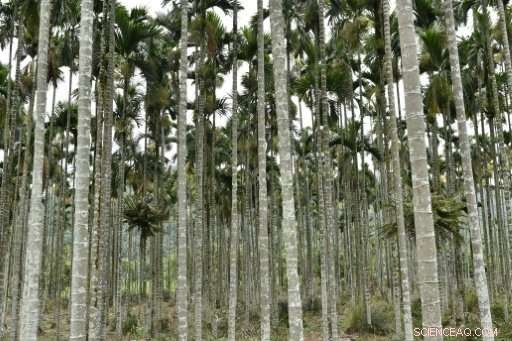 Taiwan’s Initiative to Curb Betel Nut Addiction by Replacing Cultivation with Alternative Crops