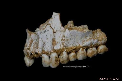 Genetic Analysis Confirms No Incest in Newly Sequenced Neanderthal Woman