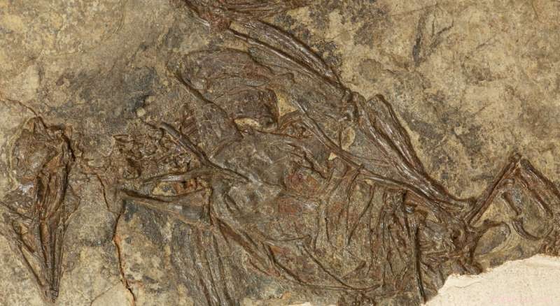 New Fossil Evidence Dates Bird Bone Fusion 40 Million Years Earlier Than Previously Thought