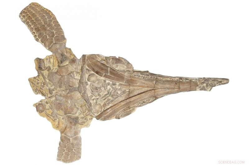 Rediscovered Ichthyosaur Reveals a New Species After Decades in Storage