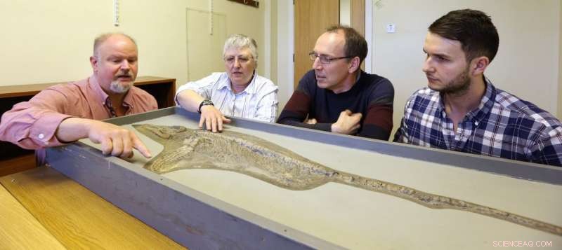 Rediscovered Ichthyosaur Reveals a New Species After Decades in Storage