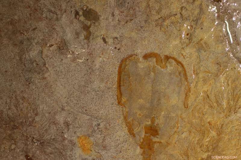Scientists Unveil Mysterious 500-Million-Year-Old Species Found in Utah