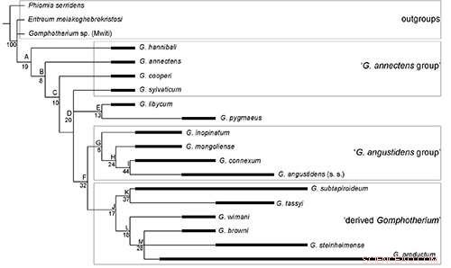 Decoding Gomphotherium: Key to Elephant Evolution