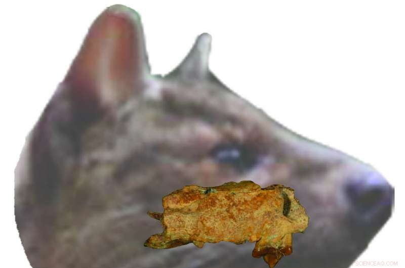 Tanzania Unearths New Hyaenodont Species, a Bobcat‑Sized Carnivore From 66 Million Years Ago