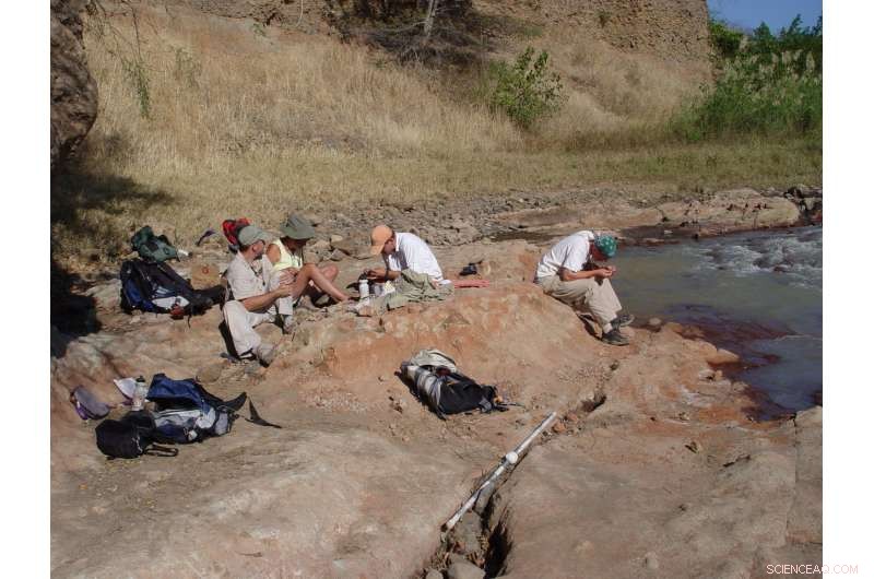 Tanzania Unearths New Hyaenodont Species, a Bobcat‑Sized Carnivore From 66 Million Years Ago