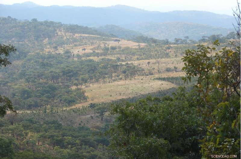 Tanzania Unearths New Hyaenodont Species, a Bobcat‑Sized Carnivore From 66 Million Years Ago