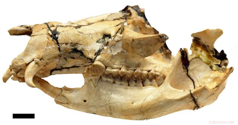 Fanged Kangaroo Study Reveals 5‑Million‑Year Extension to Extinction Timeline