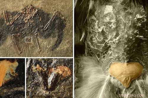 48-Million-Year-Old Bird Gland Fossil Reveals Ancient Preen Oil Secrets