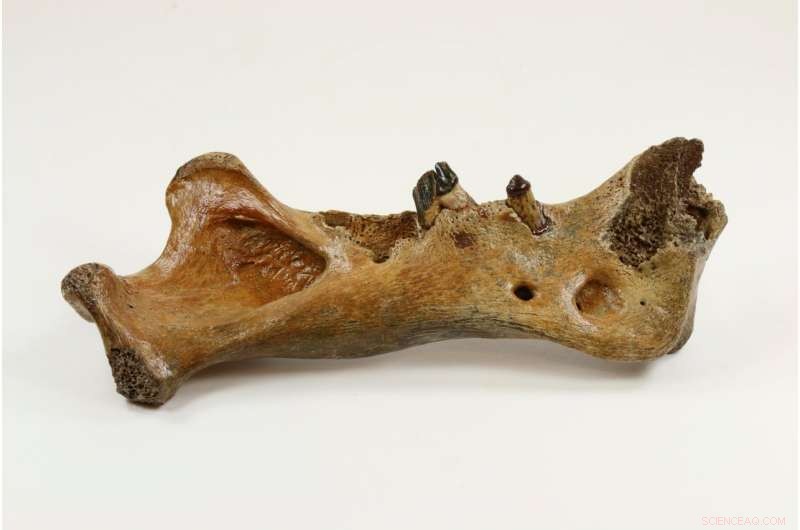 Ancient DNA Reveals New Insights into the History of Saber-Toothed Cats