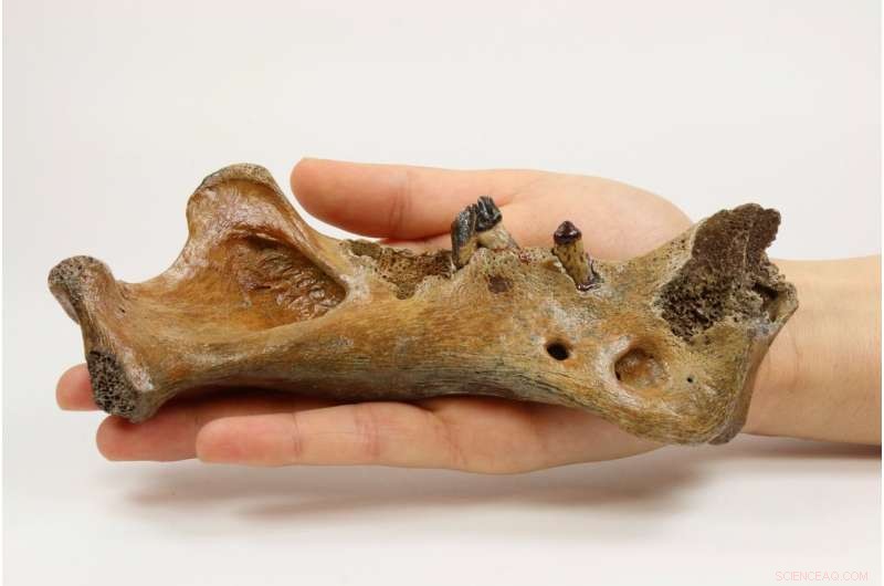 Ancient DNA Reveals New Insights into the History of Saber-Toothed Cats