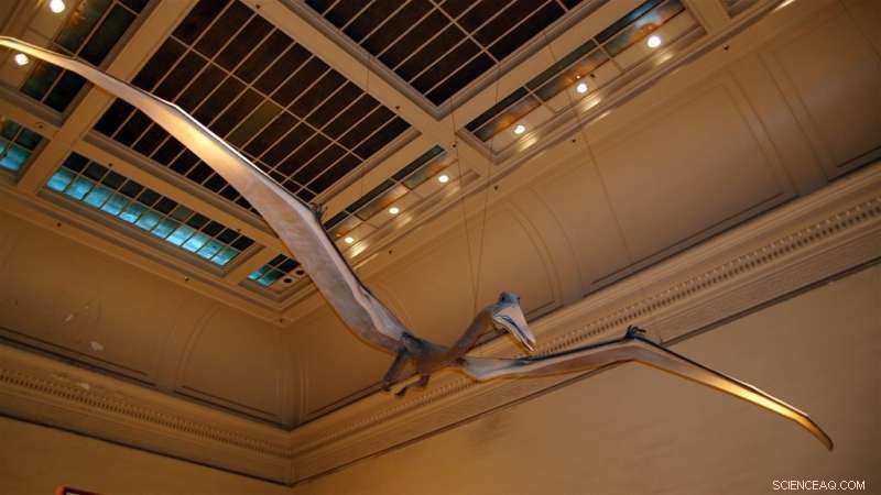 New Study Reveals Birds and Pterosaurs Coexisted Peacefully, Debunking Competition Myth