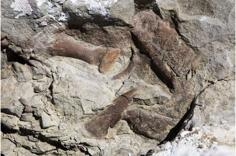Discover the Most Complete Tyrannosaur Skeleton Unearthed in the Southwest