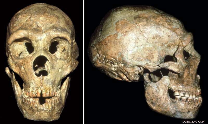 Neanderthal Survives Into His 40s With Community Support, New Study Shows