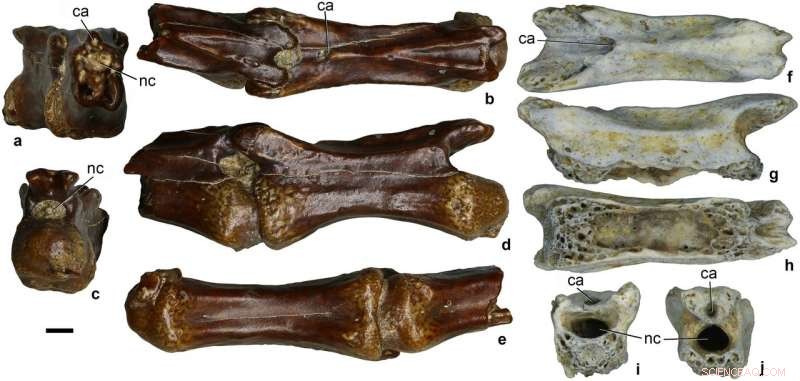 Late Cretaceous Alvarezsaurid Dinosaur Unearthed in Uzbekistan: Insights into Evolution