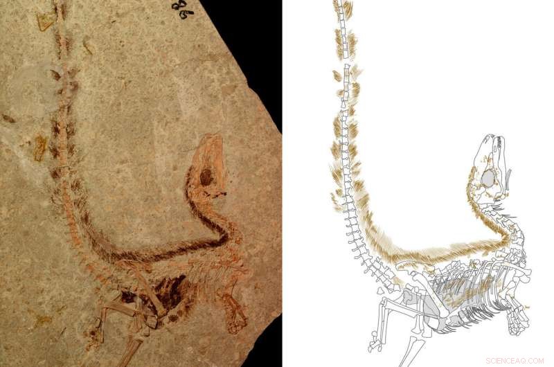 Feathered Dinosaur Used Bandit-Style Camouflage to Evade Predators