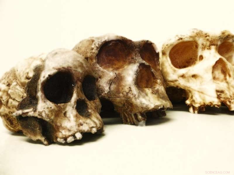 Human Origins in Africa: Scientific Debate Strengthens Evolutionary Theory