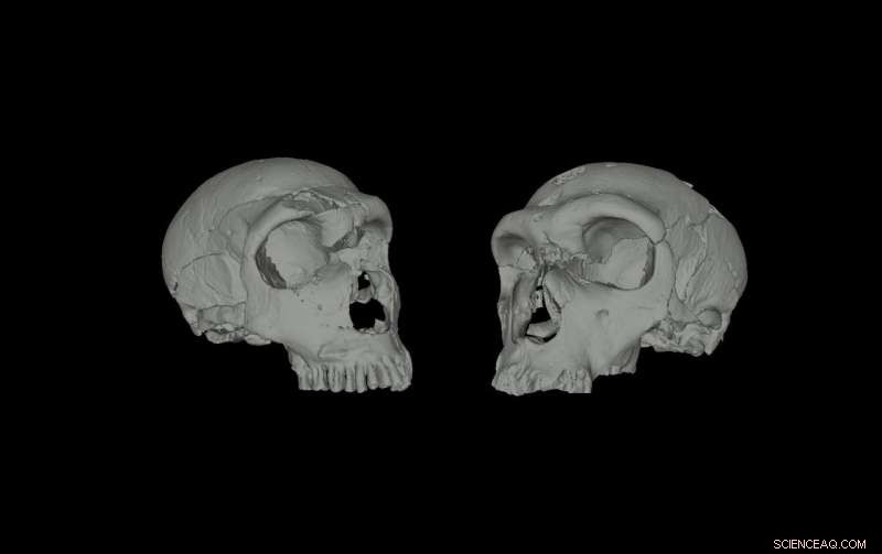 Cold Climates Shaped Nasal Structures in Neanderthals and Modern Humans, Study Finds