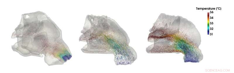 Cold Climates Shaped Nasal Structures in Neanderthals and Modern Humans, Study Finds