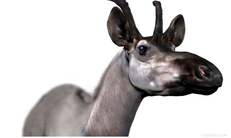 New Giraffid Species Discovery Illuminates Giraffe Evolution