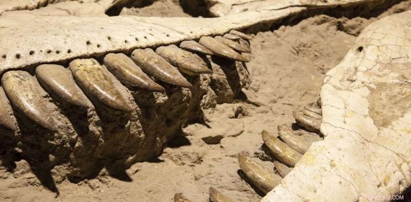 Are Some Dinosaur Discoveries Motivated by Wishful Thinking?