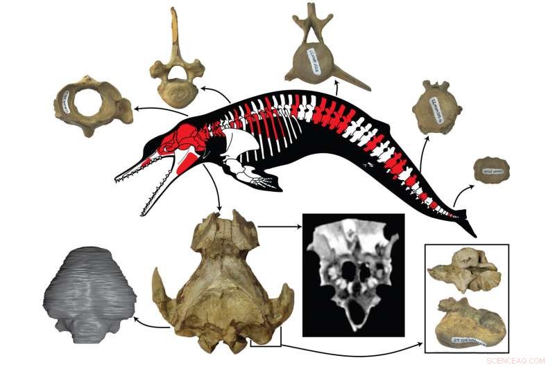 New Albertocetus meffordum Skeleton Reveals Oligocene Dolphin Evolution in South Carolina