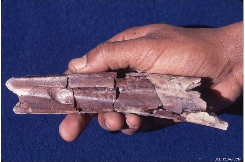 Study Reveals Ancient Crocodile Bite Marks, Not Stone Tool Evidence