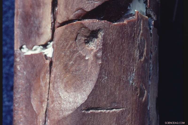 Study Reveals Ancient Crocodile Bite Marks, Not Stone Tool Evidence