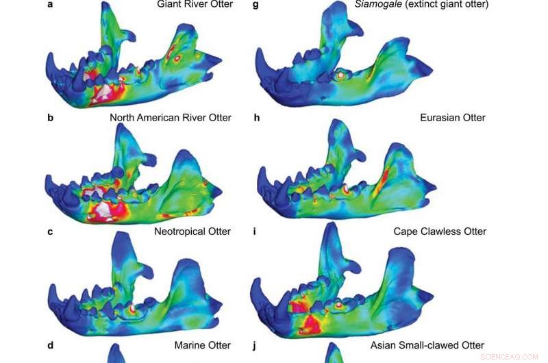Ancient Giant Otter Unveils Astonishingly Powerful Bite