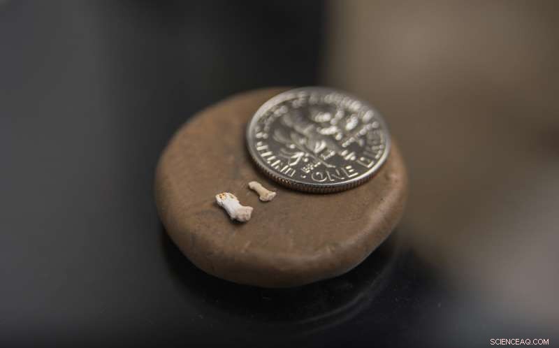 Nearly 500 Tiny Primate Finger and Toe Bones Reveal 45‑Million‑Year‑Old Early Anthropoids