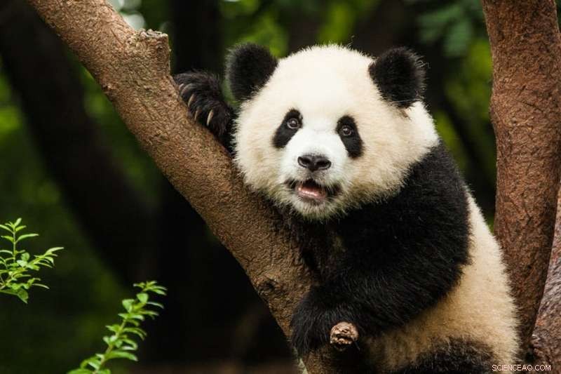 Why Cuteness Drives Donor Choices More Than Neediness