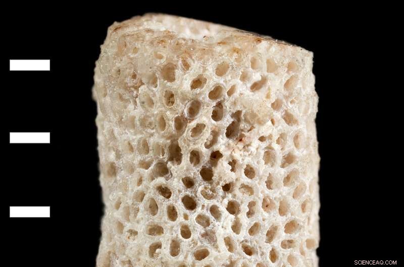 New Fossil Bridges Evolutionary Gap, Named After University of Chicago Professors