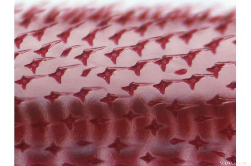 New Study Reveals Fish Scales and Vertebrate Teeth Emerge from Common Embryonic Origin