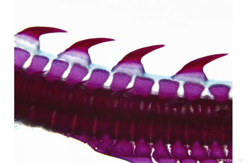 New Study Reveals Fish Scales and Vertebrate Teeth Emerge from Common Embryonic Origin